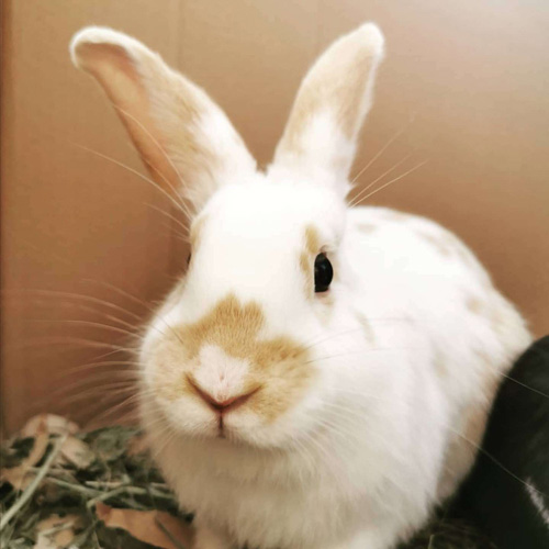 Rabbits receive quality care at out Biggleswade practice